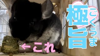 【デグー＆チンチラおやつ】３匹に大人気のアレ