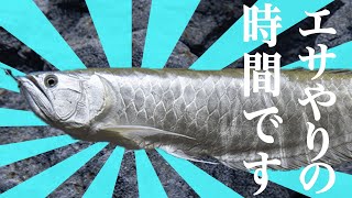 おさかなのエサやり｜DMMかりゆし水族館