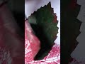 comment name you want name art leaf art art leaf coloring name comment