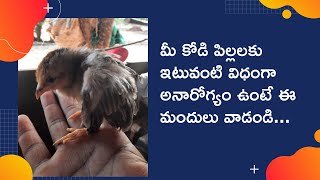 మీ కోడి పిల్లలకు ఇటువంటి problem వస్తే ఈ విధమైన వైద్యము చేయండి...#ssbf