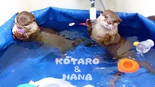 カワウソコタローとハナ　コメディアニメみたいな水遊び　Funny Otter Kotaro\u0026Hana Playing With Water