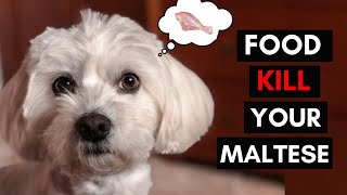 12 Foods Your Maltese Should Never Eat
