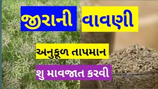 જીરા ની વાવણી ની કાળજી | Jira Ni Vavni |