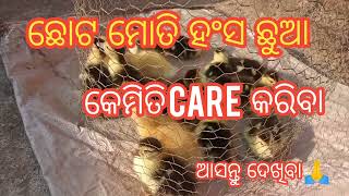 small Muscovy chicks care tips/ଛୋଟ ମୋତି ହଂସ ଛୁଆ care କେମିତି ନେବା #western odisha