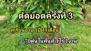 ตัดยอดทุเรียนครั้งที่ 3 ปลูก70ต้นในพื้นที่1ไร่1งาน  Ep.224 : สวนสบายสบาย