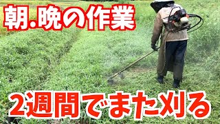 【草刈り】ナイロンコードで畦畔側道の作業。ちょっと焦って朝晩です。