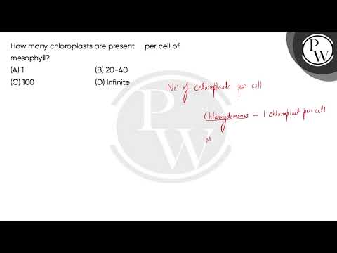 What is the advantage to having many chloroplasts in the mesophyll cells?