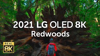 2021 LG OLED 8K l  Redwoods 8K HDR 60fps