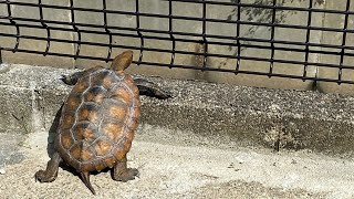 【ニホンイシガメ】脱走の下見をするカメ