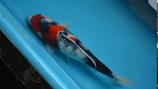 【松田養鯉場 Matsuda Koi Farm】NZ-03 昭和三色 Showa 53cm