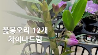 서양란 덴드로비움 차이나드림과 포켓러브 살펴보기