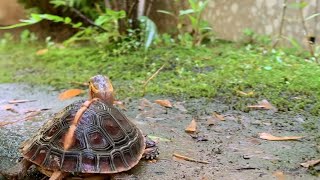 黄缘龟缸