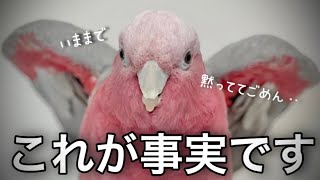 【インコ飼育の現実】黙っていたことをお話します。