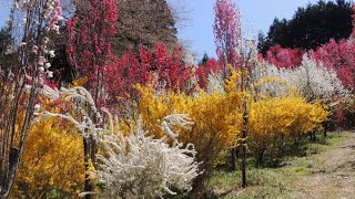 桃源郷　福島市飯野町　花やしき公園　 Togenkyo Hanayashiki Park, Iinomachi, Fukushima City