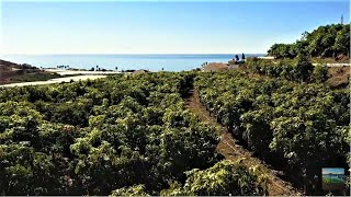 Ruta Tropical, Vélez-Málaga y Algarrobo, Málaga