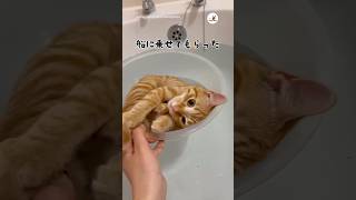 最後には湯船を制した子猫🤣｜PECO #茶トラ #猫 #愛猫家 #猫のいる暮らし #redtabby #cat #catlover #catlife