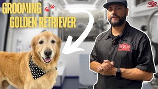 Golden Retriever Grooming Makeover ✨ | From Fluffy to Fabulous!