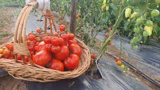 How to achieve a tomato yield in the garden like in a greenhouse