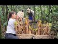 The husband went to some forests to harvest giant bamboo shoots for his wife to sell. gardening