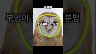 2가지 구분방법 #쇼츠 #부엉이#올빼미