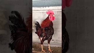 Amazing Rooster Crowing Loudly | Adorable Rooster Crowing Sounds 🐓 shorts