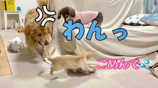 トロい大型犬をめちゃくちゃ煽りまくった子犬の末路【ゴールデンレトリバーとミニチュアダックスフンド】