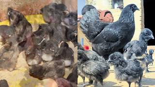 कडकनाथ कोंबडी पालन Kadaknath Deshi Poultry farm laxman mane 9075001430