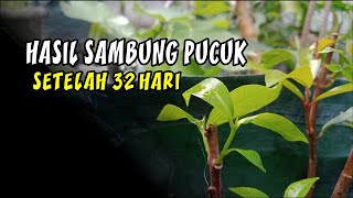 Hasil Sambung Pucuk Jambu AIr