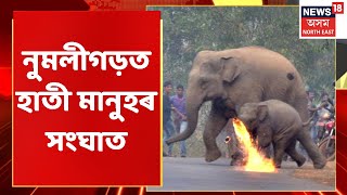 Numaligarh | নুমলীগড়ত অব্যাহত আছে হাতী মানুহৰ সংঘাত | Assamese News