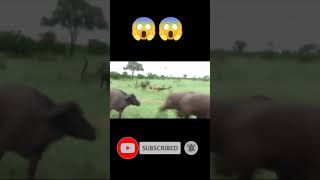 Most dangerous hunting | See how the lion hunted the bull🦁🔥#shorts #viral