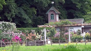 【4K】市川市・大町公園自然観察園（9）自然の中の池の鯉（2021年5月16日）