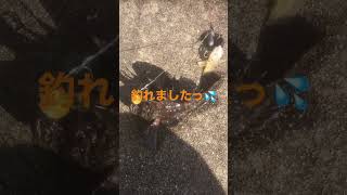 【タコ釣り】危険💦毒魚が時々釣れるっ💦食べれる猛毒魚は気軽に触ってはいけませんっ💦