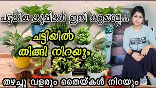 വീട്ടിൽ കളയുന്ന കുപ്പികൾ മാത്രം മതി. ചെടികൾ വളർത്താൽ/ കുപ്പികൾ/ ചെടികൾ