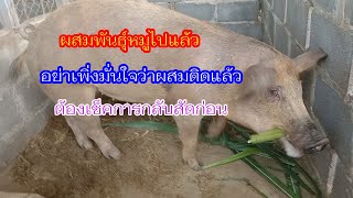 เช็คอาการกลับสัดของหมู หมูท้องรึยัง