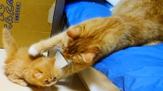 【衝撃映像】子猫の危機を救う母ねこ