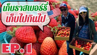 EP.1เก็บราสเบอร์รี่ สตอวร์เบอร์รี่🍓 เก็บผัก  สวนอเมริกา อากาศดีมาก|IROMDER |ชีวิตในอเมริกา🇺🇸