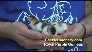 Royal Purple Guinea Breed for Sale  | Cackle Hatchery