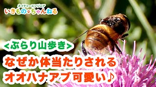 ぶらり山歩き！なぜか体当たりされるオオハナアブがかわいい♪