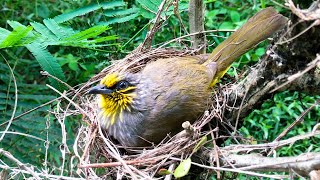 Bulbul Feeding \u0026 Sleeping in the Wild – Parent Birds Keep Chicks Warm From Daylight to Darkness E214