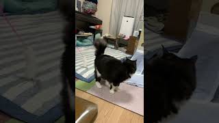 猫じゃらしジャンプ勢い余って足をぶつけています！