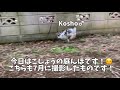 うさんぽしてたら、野良猫が現れて…！？