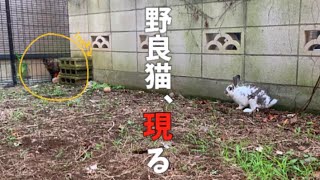 うさんぽしてたら、野良猫が現れて…！？