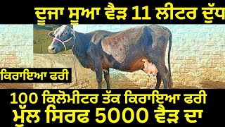 ਦੂਜਾ ਸੂਆ ਵੈੜ 11 ਲੀਟਰ ਦੁੱਧ, ਮੁੱਲ ਸਿਰਫ 5000 ਵੈੜ ਦਾ #azaddairyfarm #dairy #cows