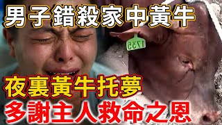 男子錯殺家中黃牛，夜裏黃牛托夢：多謝主人救命之恩 | 禪語