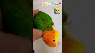 シロハラインコ華ちゃん🐥（初めてのパジャマ🌙😻🏡👨‍💼😊）