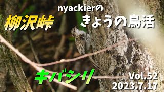 nyackierの今日の鳥活 Vol.52　2023年7月17日 ～ 夏でも涼しい 柳沢峠　レアキャラ キバシリ 発見！ ～