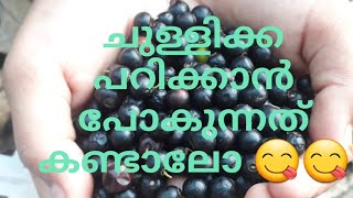 എന്റെ മോൾ ചുള്ളിക്ക പറിക്കാൻ പോയി അപ്പോൾ അവിടെ കണ്ടത് 😳😂#fruit #വീഡിയോ_ഇഷ്ടമായാല്_ചാനല്_സബ്സ്ക്രൈബ്