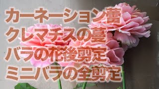 Flower460 薔薇とクレマチスとクリスマスローズの様子