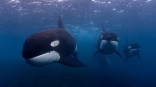 GoPro project New Zealand by Robert Marc Lehmann \u0026 Ingrid Visser Killer whales Orca underwater