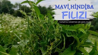 ACIMIK OTU FİLİZLERİ (Cichorium intybus) / Yumurtalı Kavurması / Yenen Yabani Otlar